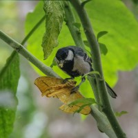 <i>Parus cinereus</i> Vieillot, 1818